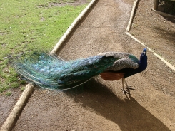 Pfau