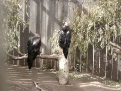 Wedgetail Eagle