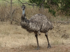 Emu