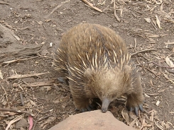 Enchida